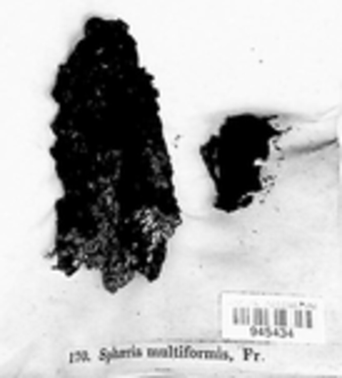 Annulohypoxylon multiforme var. multiforme image